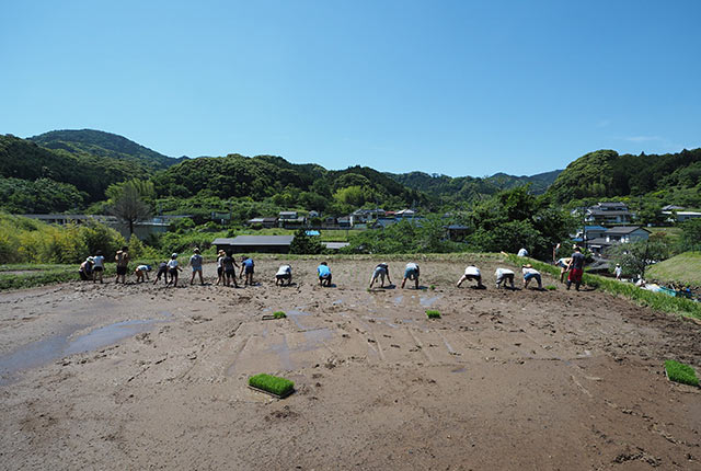 参加者が横一列になって田植え開始