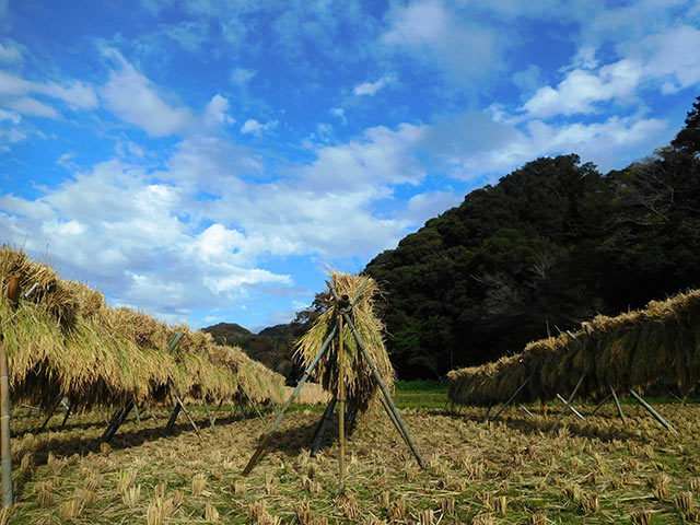 稲架掛けして天日干しされている稲刈り後の稲