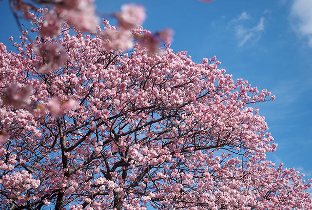 南伊豆で咲いた河津桜