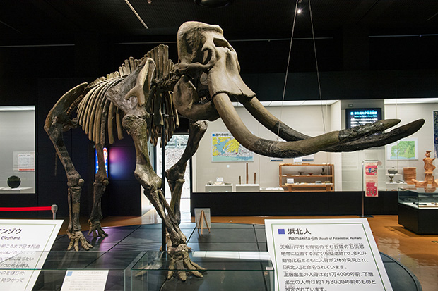 浜松博物館の入り口に展示されている、ナウマンゾウの骨格標本。化石ではない。