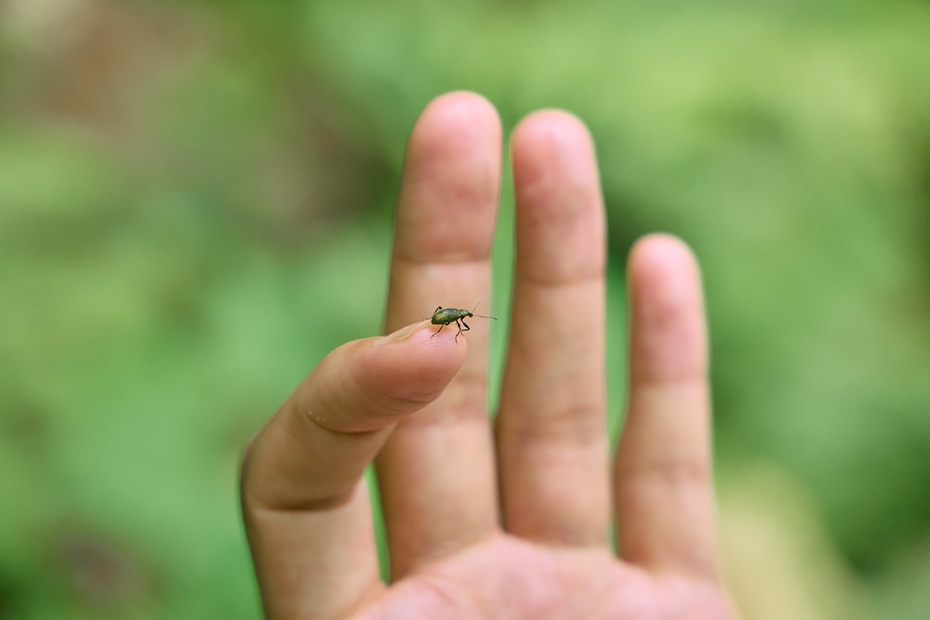 リンゴヒゲボソゾウムシ。特に珍しい虫ではないが、とても愛嬌があって美しい。