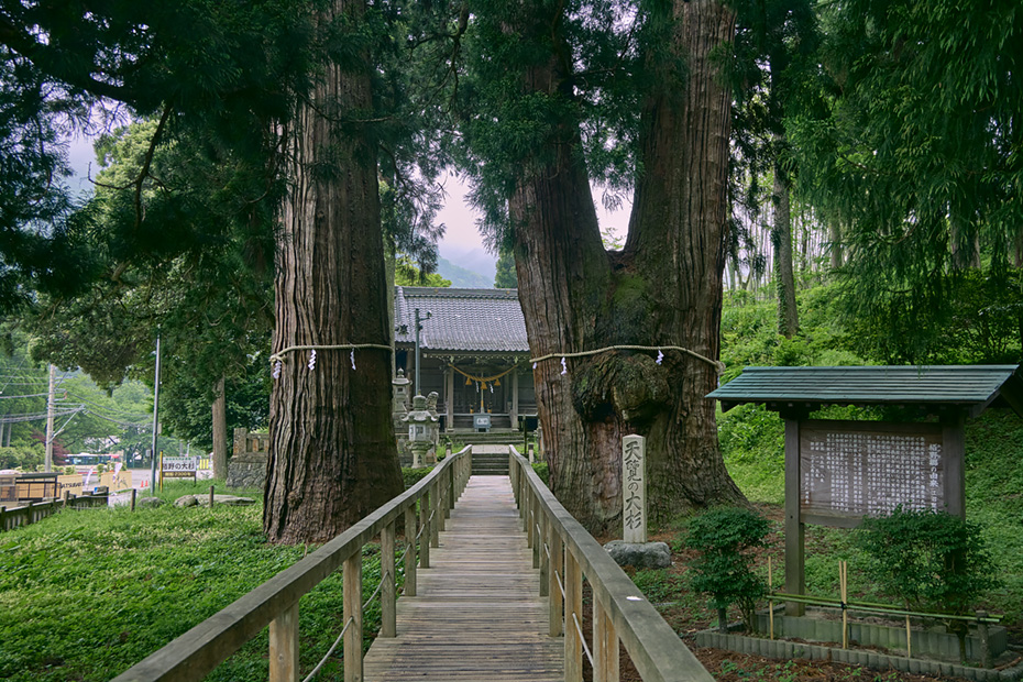 昭和22年に昭和天皇北陸巡幸の際に、自ら傘を差してご覧になったため、「天覧の大杉」とも呼ばれている。