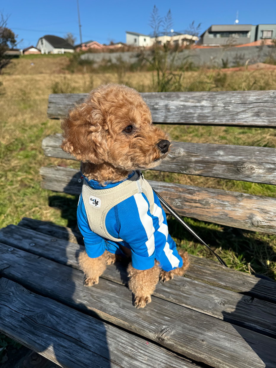愛犬とベンチ