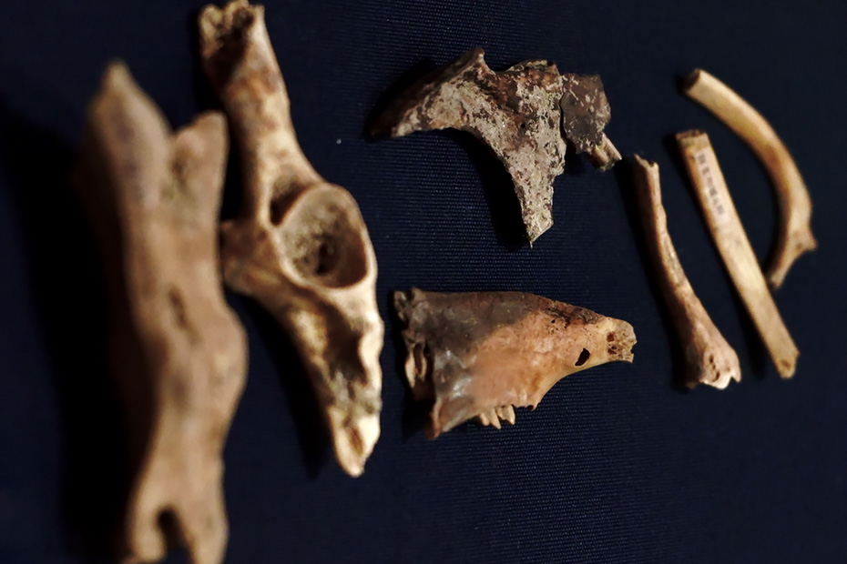 下原洞穴遺跡で発見された7000年前の土壌より出土したアマミノクロウサギの骨。焼いて食した跡がある。天城町ユイの館