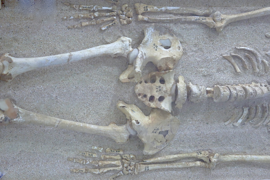 面縄貝塚より発見された2000年前の人骨。伊仙町歴史民俗資料館