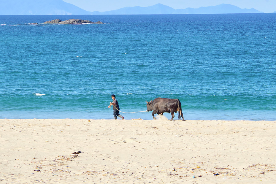 花徳浜（徳之島町）の他に喜念浜（伊仙町）でも同じような光景が見られる。