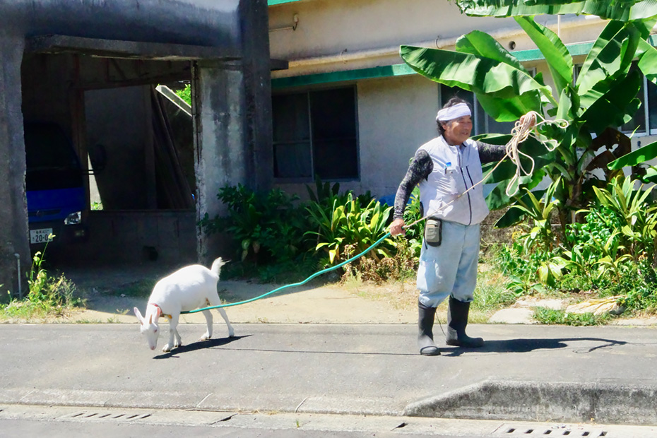 山羊の散歩するおじさん。徳之島町
