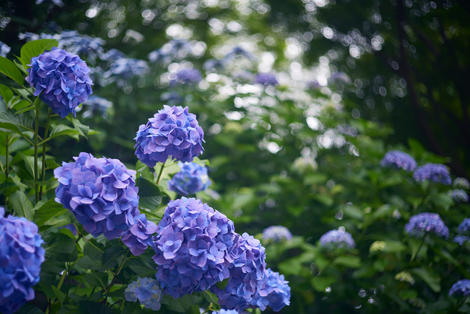 街中にある紫陽花