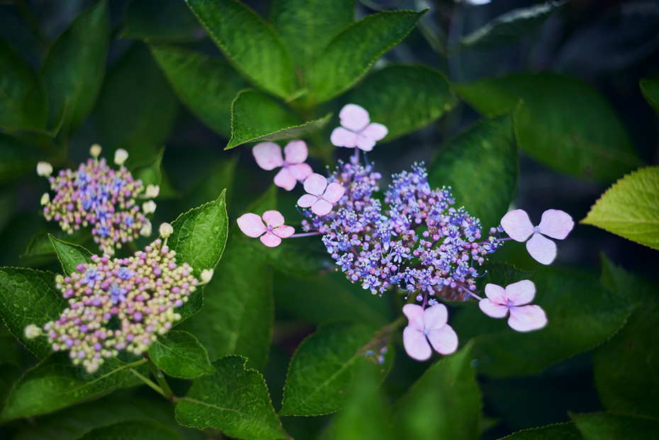 街中にある紫陽花