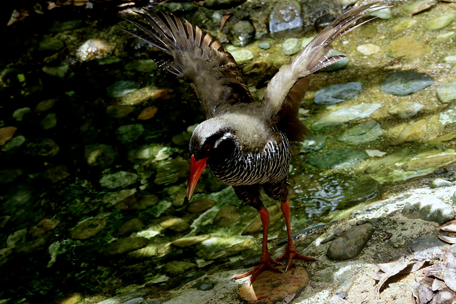 絶滅危惧ⅠA類・天然記念物のヤンバルクイナ：ヤンバルクイナ生体展示学習施設にて