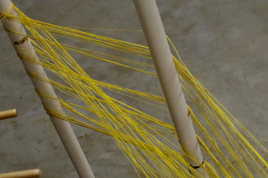 100年以上の大きな福木の皮で染めた糸
