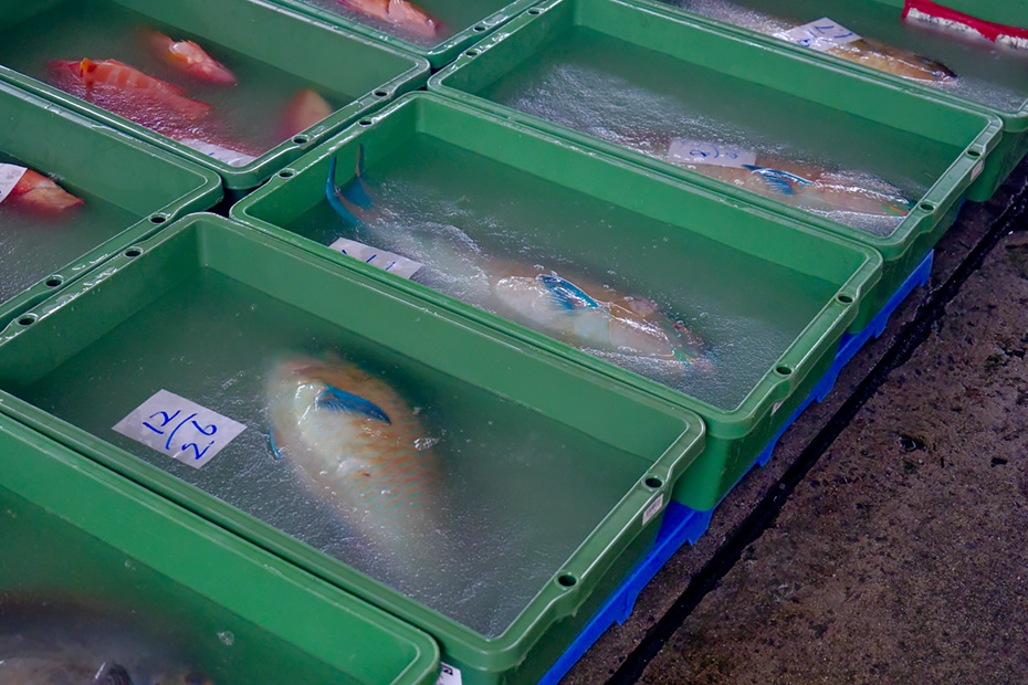赤や青のカラフルな沖縄特有の魚が並ぶ。これはイラブチャー。