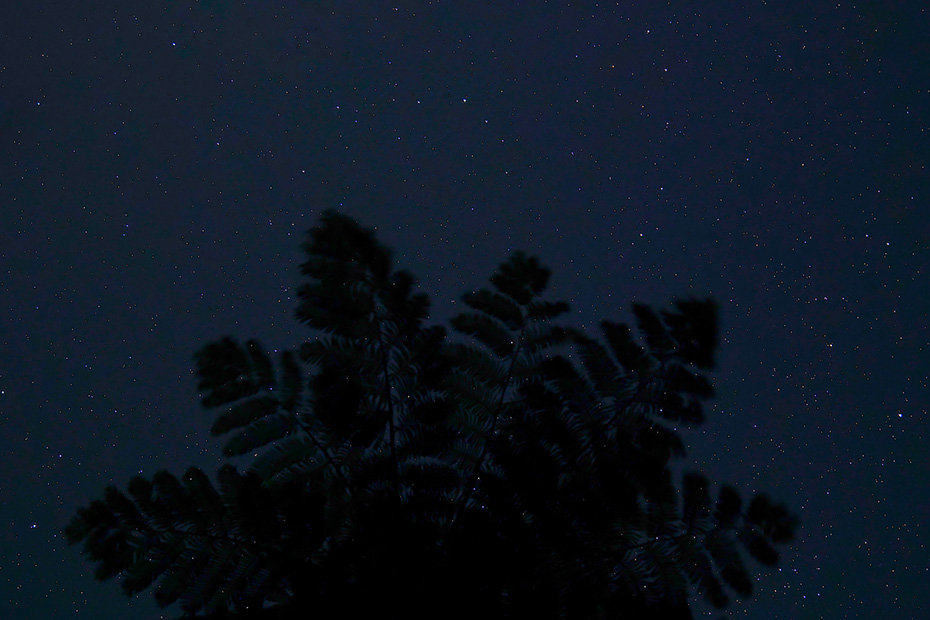宿にあるヒカゲヘゴの樹と満天の星。
