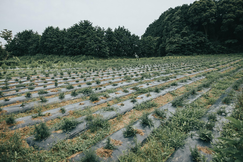 佐賀県のハーブガーデンで育つローズマリー。ここから精油が生まれる。