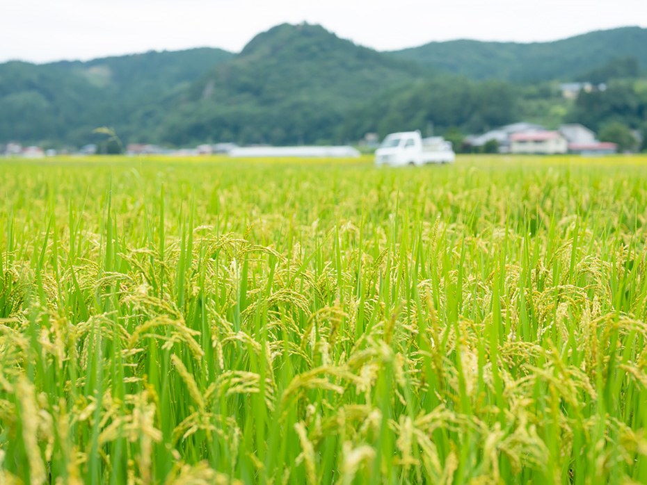 お米の栽培に適している地域
