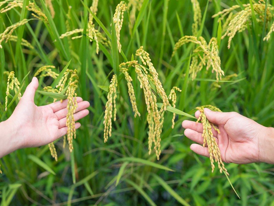 〈はれわたり〉は、もちもちとしたやわらかい食感と、ほどよい甘みが特徴