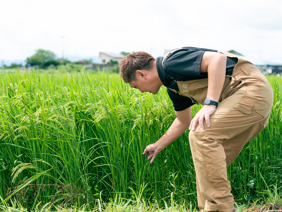 佐藤さんは、“奇跡のりんご”で知られる木村秋則さんとのテレビ共演をきっかけに、「支配ではなくケアする」農法を学びました。別の田んぼでは自然農法での米づくりも行っています。