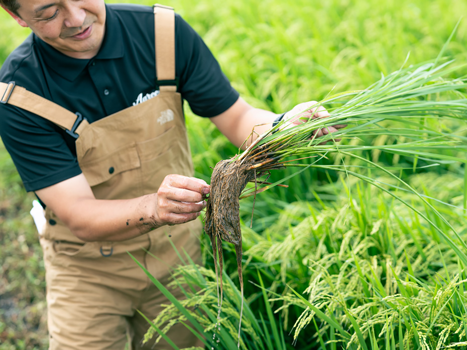 陸奥湾のホタテ養殖の残渣のうち13％をアグリーンハートの農地で活用しているそう。