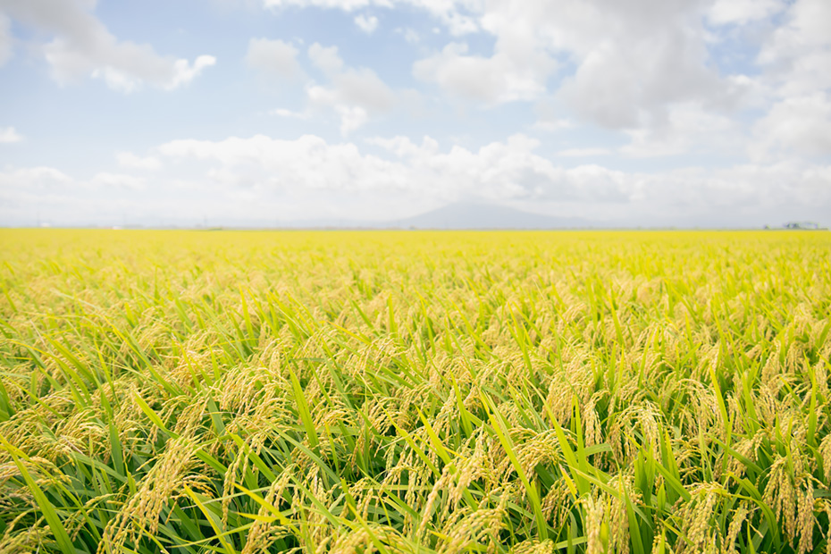 津軽平野は昼夜で寒暖差があり、水害なども比較的少ないエリアなので米づくりに適している場所。