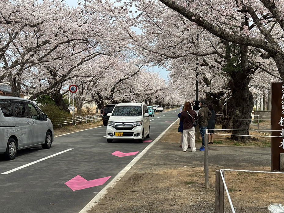 〈夜ノ森の桜並木〉