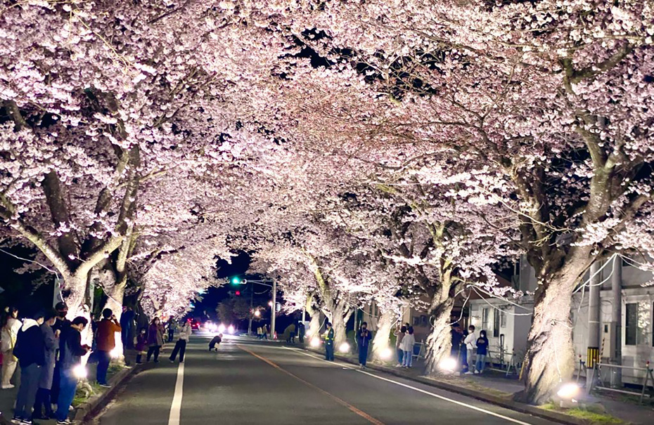 〈夜ノ森の桜並木〉