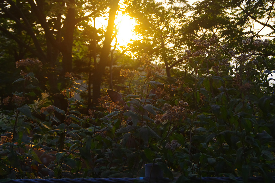 夕陽の木漏れ日の森の中、よく見るとエゾシカがいた。
