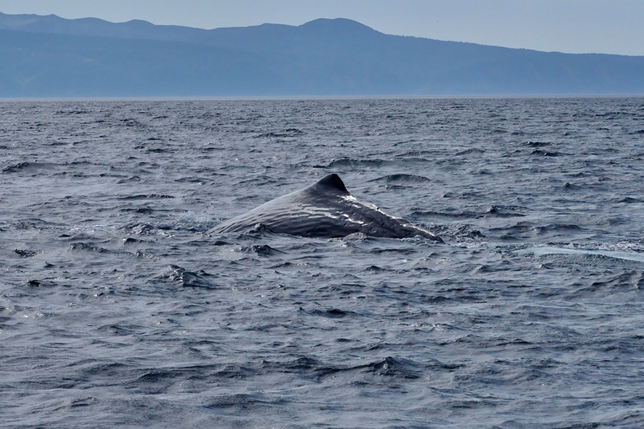 羅臼発のホエールウォッチング船「ネイチャークルーズ」より望むマッコウクジラの背びれと国後島。