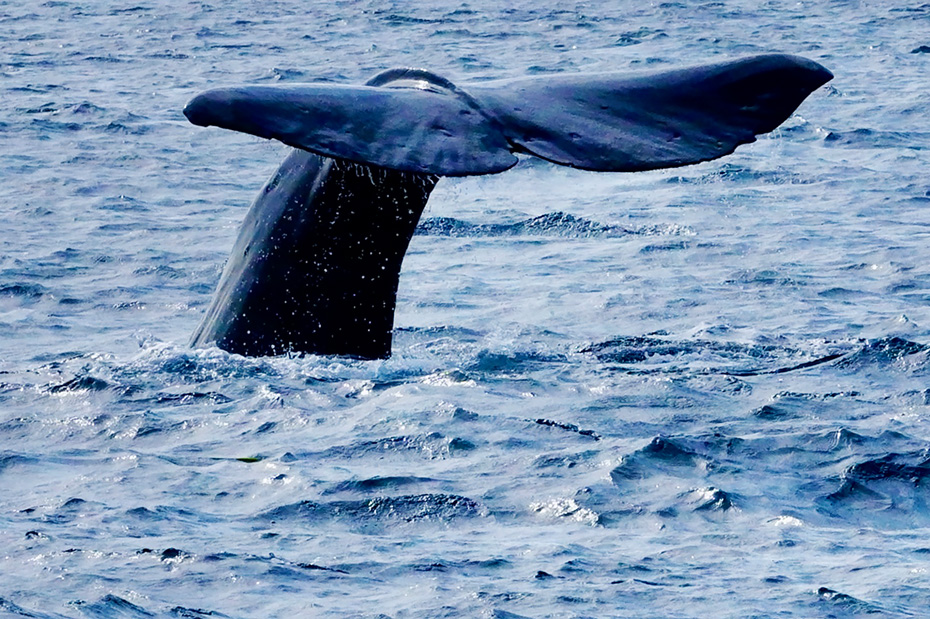 マッコウクジラ