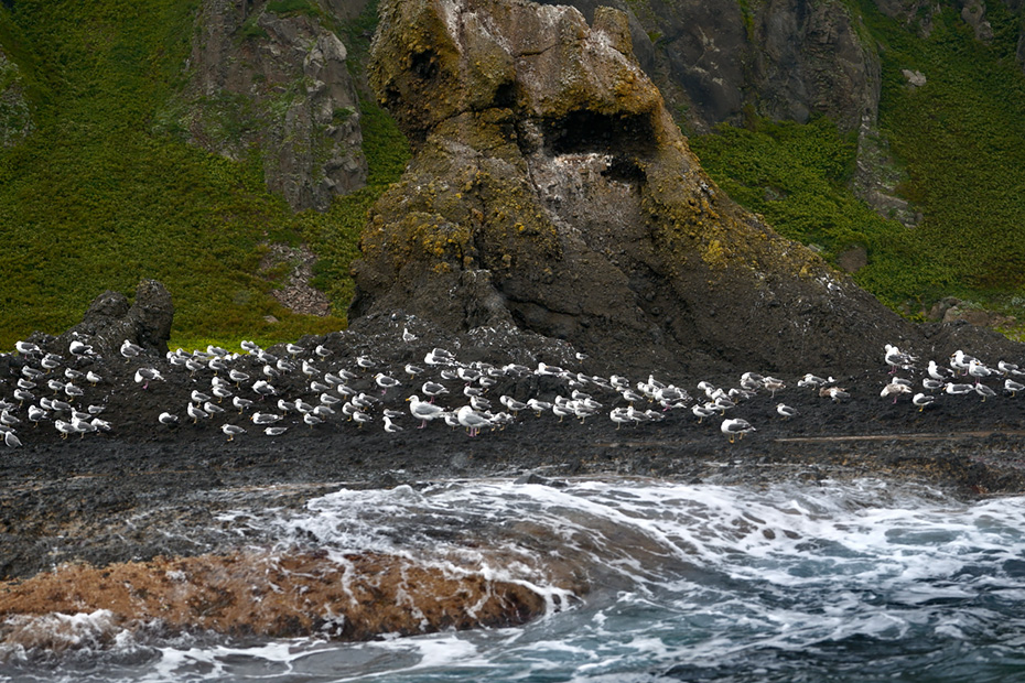 オオセグロカモメの群れに手が届きそうなくらいの近さ。