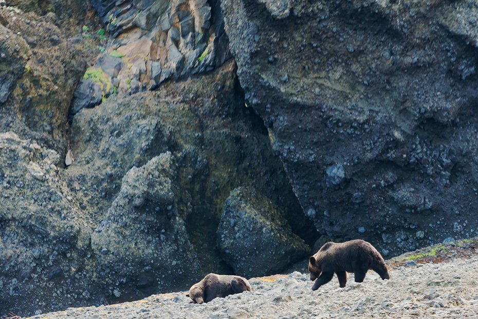 人間のいない場所で過ごす野生のヒグマを海から観察。クルーズの目玉になっている。４、5月には合わせてトドも見られる。