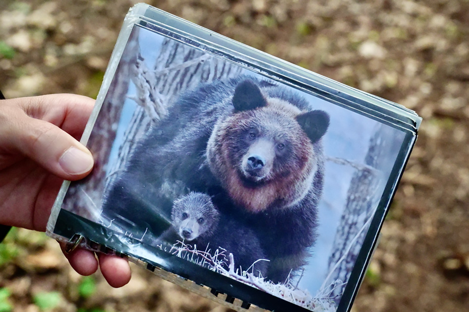 ヒグマの親子。