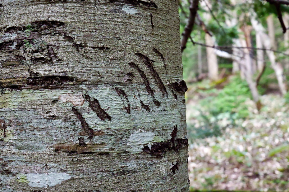 ヒグマの爪痕