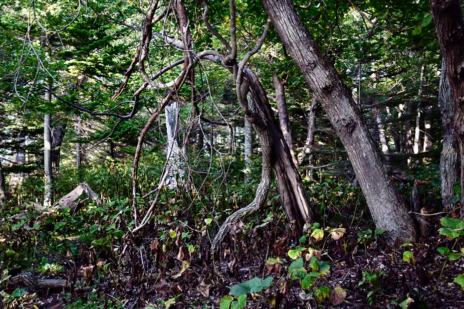 手付かずの原生林