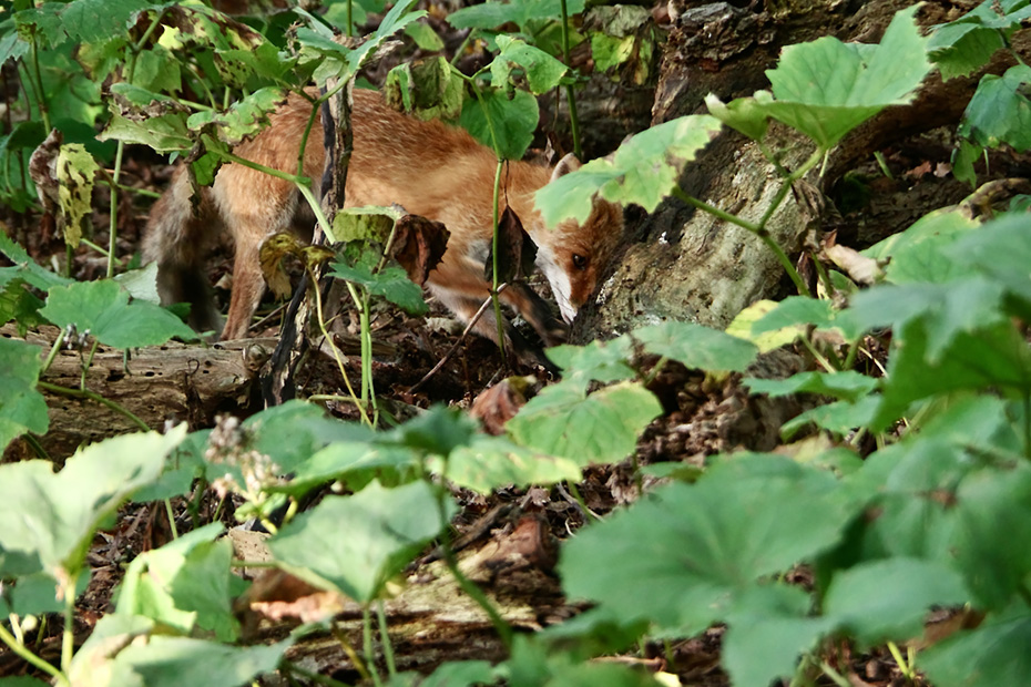 ネズミの巣をほじくるキタキツネ