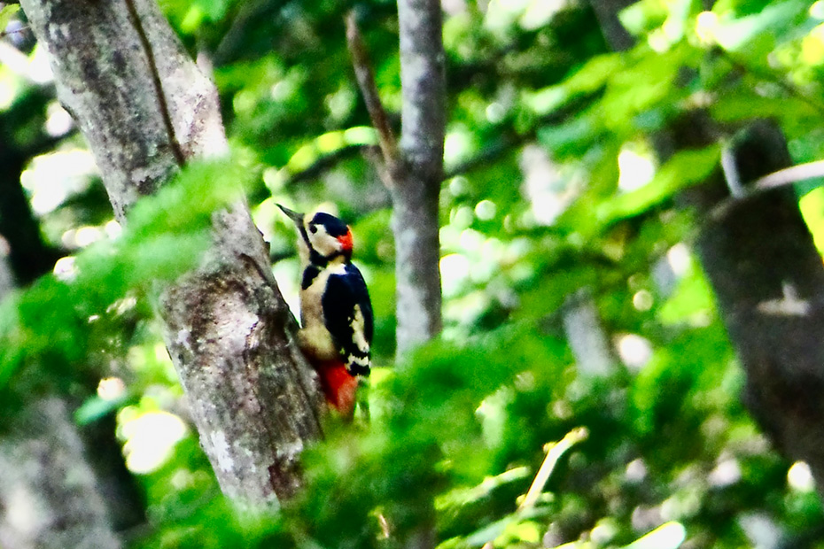 アカゲラ。色のデザインが素晴らしい。