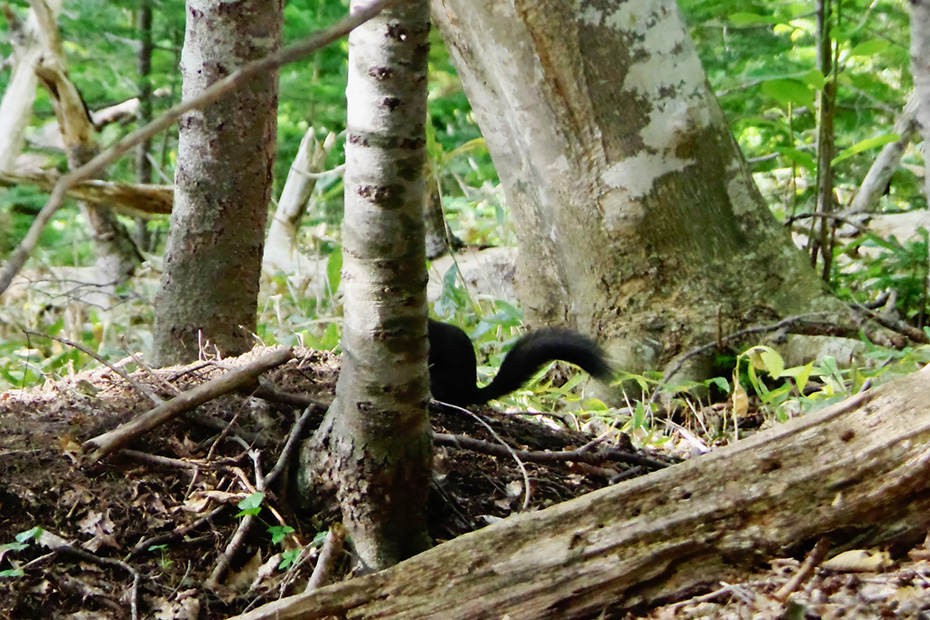あたま隠して尻隠さずのエゾリス