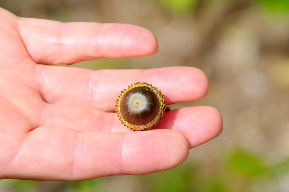 ドングリを拾い、動物の話を始めてくれた。