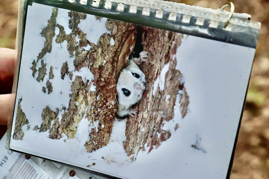 森で出会った動物たちの写真を携帯していて見せてくれた。　モモンガ。