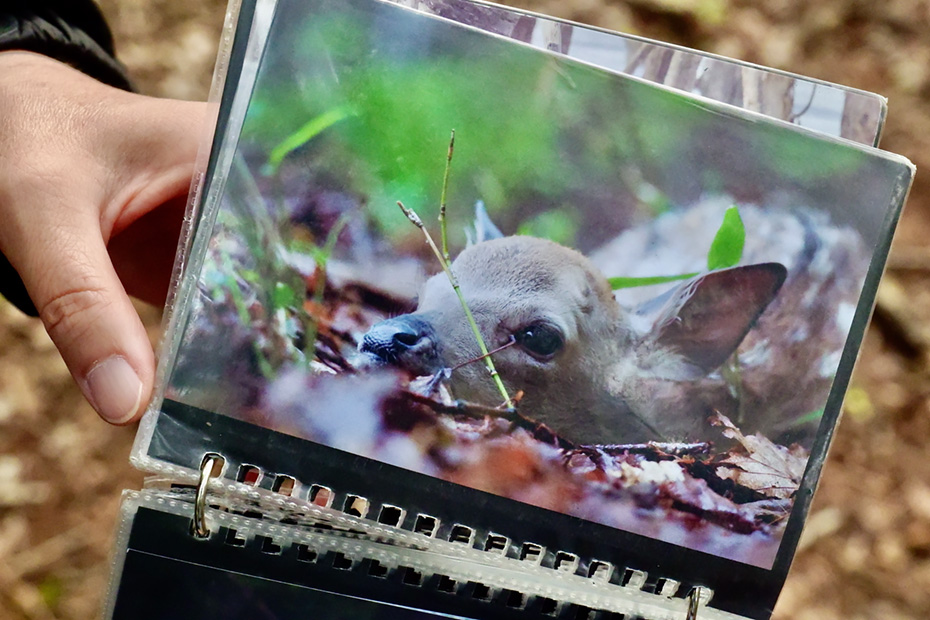 エゾシカの赤ちゃん。