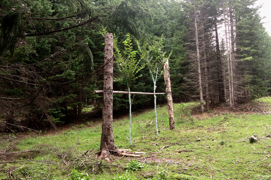 開拓の森での森林再生風景。まるで芸術作品のように様々な試みが森の中に点在していた。