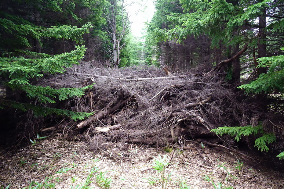 倒木を積み上げて製作した鹿よけの柵。この中には白樺が根付いているらしい。