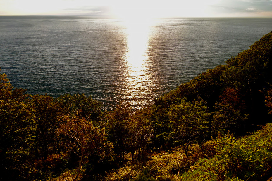 海からの光が斜面の森を照らしている。