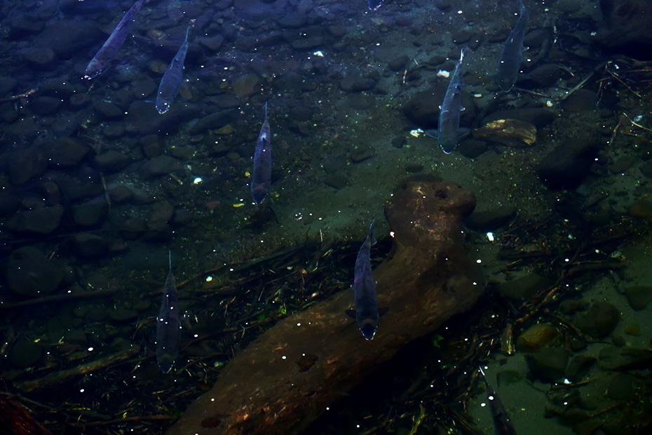 その中を覗いてみると、鮭が流れに逆らって泳いでいた。