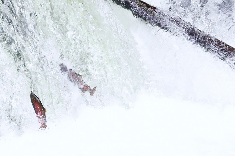 滝を登るサクラマス。清里町さくらの滝。