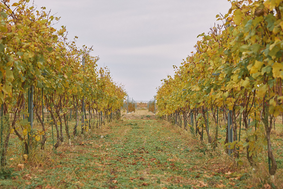 「ブドウ畑の作業はボランティアも募集していて、県外からもたくさん来られるんだそうです。自分が関わったワインには愛着が湧くし、町にとっては一つのコミュニティになっていると思います」と、案内してくれた日下さんは話す。