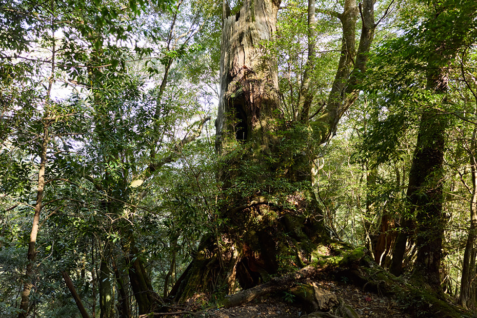 トレッキングを始めて、たった５分でも、壮大な屋久島の森に圧倒される。