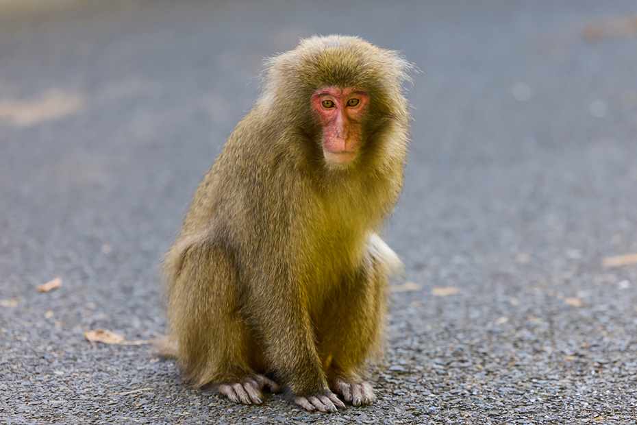 道々で、猿たちがゆったりと毛づくろい。西部林道では、鹿たちも観ることができる。