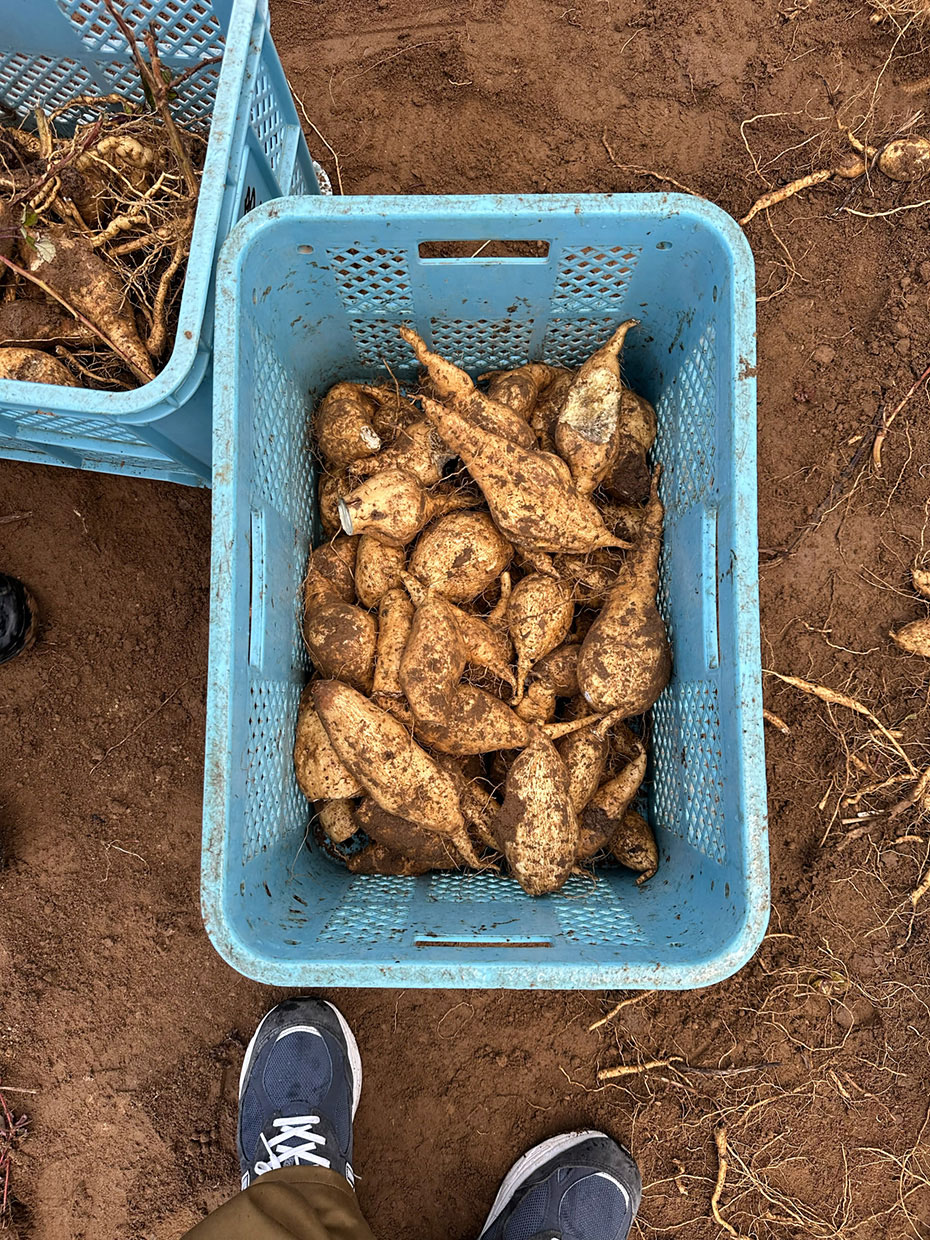 収穫したばかりの芋たち。土まみれの芋は、小学生の頃の芋掘り以来。