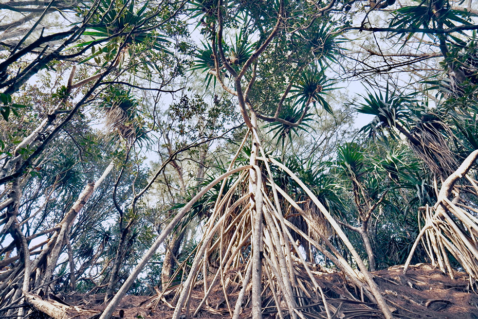 タコノキ。小笠原諸島の固有種。海岸から山の中まで生息している。