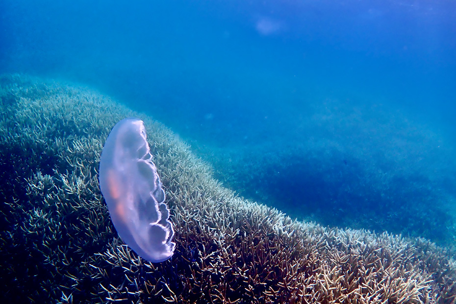 父島・製氷海岸でシュノーケリング。枝サンゴとミズクラゲ